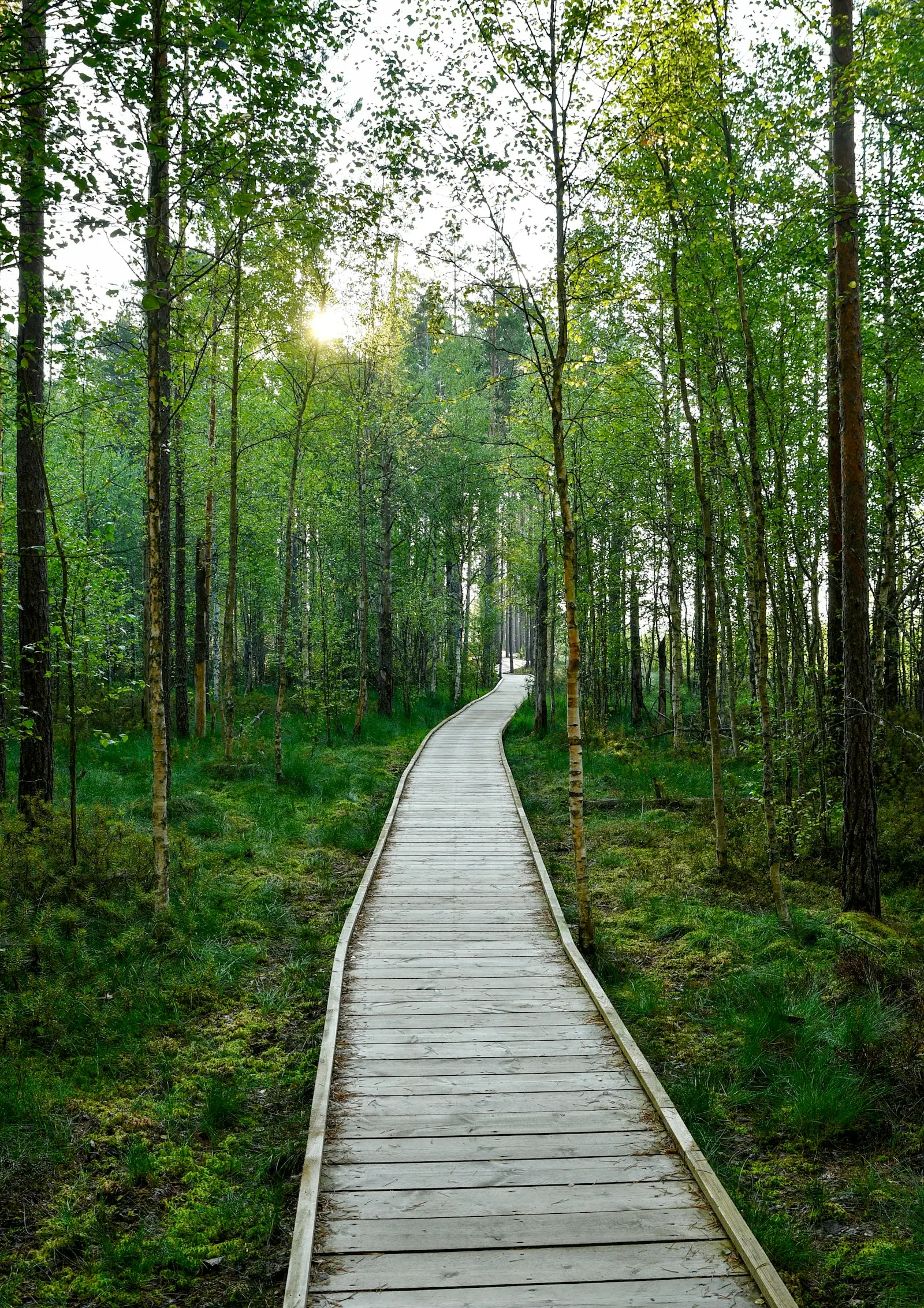 A wooden boardwalk winding through bushland with morning sunlight coming through the trees.